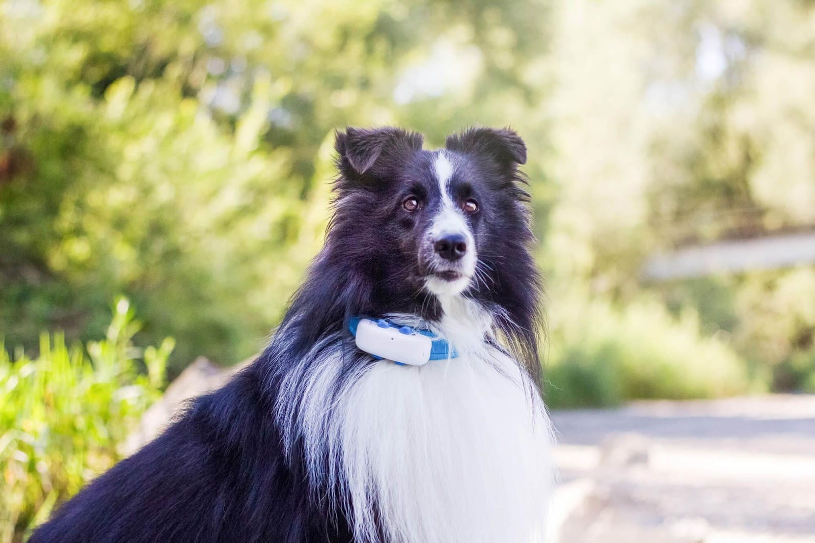 chien blanc et noir portant un traceur GPS à l'extérieur