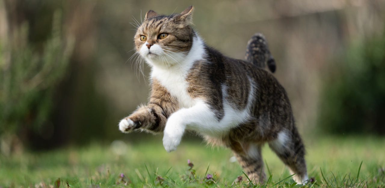 Interactive toys for cat's natural hunting instincts