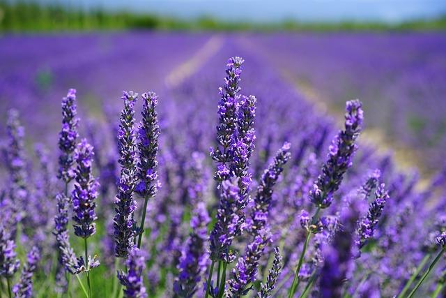 Free Lavenders Flower Background photo and picture