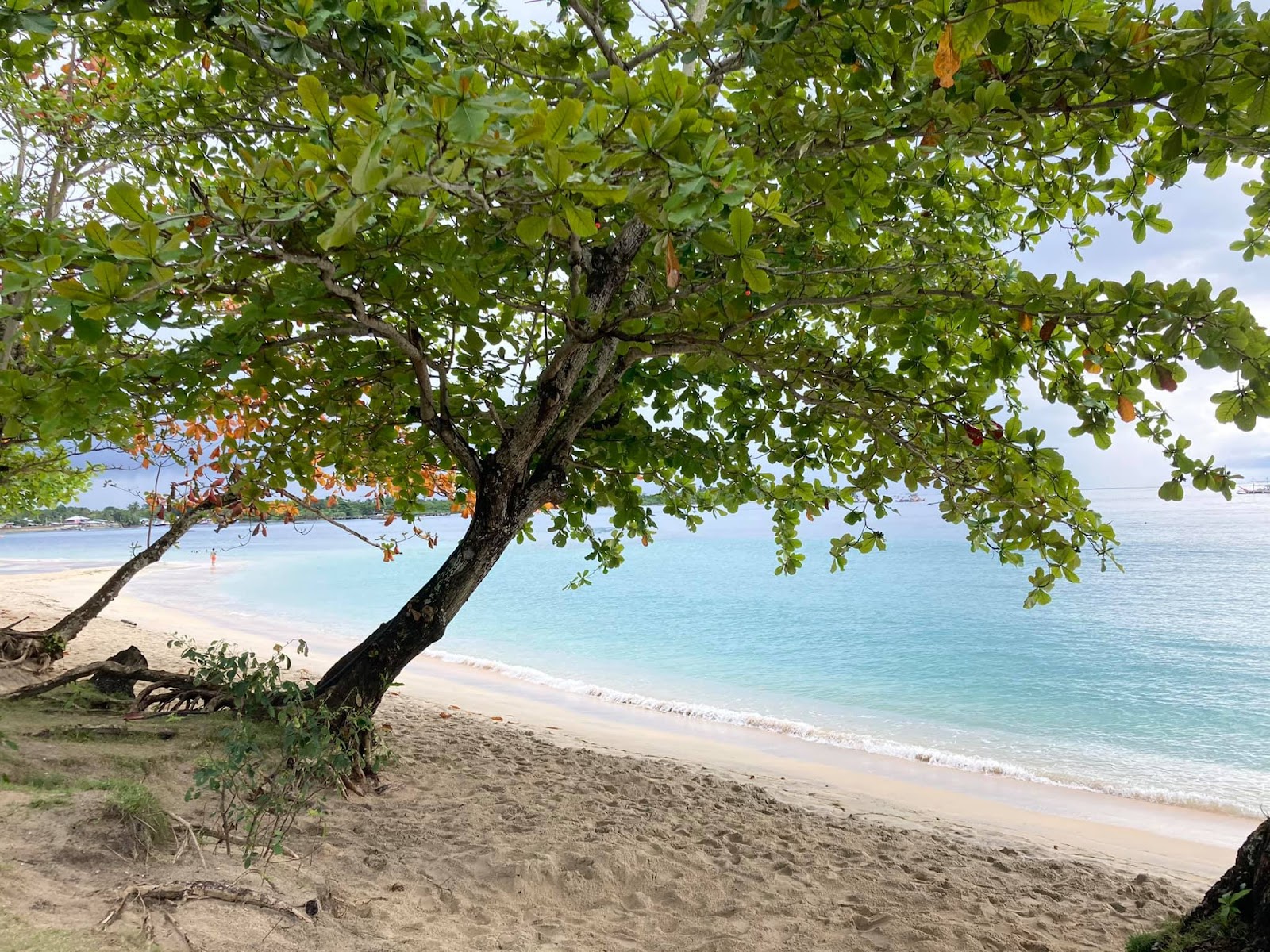 Tranquil sandy beach with overhanging trees and calm turquoise waters.