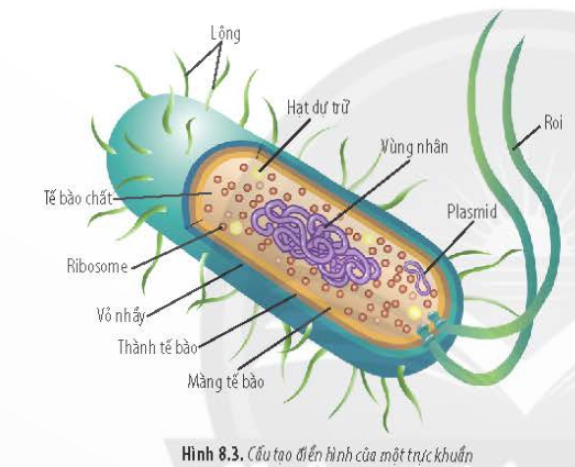 BÀI 8 - TẾ BÀO NHÂN SƠMỞ ĐẦUCâu 1: Ở vi khuẩn Escherichia coli (E.coli), cứ sau 20 phút tế bào sẽ phân chia một lần, từ một tế bào cho hai tế bào con. Hãy tính số lượng vi khuẩn được tạo thành sau 5 giờ, từ đó, nhận xét và giải thích về tốc độ sinh trưởng của vi khuẩn E.coli.Đáp án chuẩn:- Thời gian phân thế hệ là 20 phút, vì vậy trong 5 giờ có 15 lần phân chia.- Số lượng vi khuẩn E.coli được tạo thành là 1 × 215 = 32,768 tế bào. Tốc độ sinh trưởng của E.coli nhanh nhờ tỉ lệ bề mặt/volume (S/V) lớn, giúp tế bào trao đổi chất với môi trường hiệu quả.I. ĐẶC ĐIỂM CHUNG CỦA TẾ BÀO NHÂN SƠCâu 1: Hãy so sánh kích thước của tế bào nhân sơ và tế bào nhân thực.Đáp án chuẩn:Tế bào nhân sơ nhỏ hơn tế bào nhân thực rất nhiều từ 10 đến 1.000.000 lần.Câu 2:  Kích thước nhỏ đã đem lại cho tế bào nhân sơ những ưu thế gì?Đáp án chuẩn:Kích thước nhỏ của tế bào nhân sơ mang lại lợi thế là diện tích bề mặt lớn, giúp tế bào dễ dàng trao đổi chất với môi trường. Điều này giúp tế bào nhân sơ sinh sản và sinh trưởng nhanh hơn so với tế bào có kích thước lớn hơn.Luyện tập: Vì sao tất cả sinh vật có kích thước lớn luôn có cơ thể được cấu tạo từ nhiều tế bào chứ không phải từ một tế bào duy nhất?Đáp án chuẩn:Các sinh vật kích thước lớn có nhiều phản ứng sinh học, yêu cầu sự tổ chức của các nhóm tế bào với các chức năng khác nhau để liên kết và tương tác với nhau, hình thành một cơ thể hoàn chỉnh.II. CẤU TẠO TẾ BÀO NHÂN SƠCâu 3: Quan sát Hình 8.3, hãy kể tên các thành phần cấu tạo của tế bào nhân sơ.Đáp án chuẩn:3 thành phần chính: Màng tế bào, tế bào chất (riboxom, plasmid, hạt dự trữ) và vùng nhân. Ngoài ra còn có lông, roi, vv...1. Thành tế bào và màng sinh chấtCâu 4: Quan sát Hình 8.4, hãy cho biết sự khác nhau giữa thành tế bào của vi khuẩn Gram âm và Gram dương.Đáp án chuẩn:Thành tế bào của vi khuẩn Gram âm có lớp màng ngoài (có chứa kháng nguyên), còn tế bào Gram dương chỉ có lớp peptidoglycan và lớp màng tế bào.Luyện tập: Dựa vào tính kháng nguyên ở bể mặt tế bào, hãy cho biết bệnh do vi khuẩn Gram dương hay vi khuẩn Gram âm gây ra sẽ nguy hiểm hơn. Tại sao?Đáp án chuẩn:Bệnh do vi khuẩn Gram âm thường nguy hiểm hơn vi khuẩn Gram dương vì màng ngoài của chúng chứa kháng nguyên, làm cho hệ miễn dịch khó phát hiện sự xâm lấn của chúng hơn.2. Tế bào chấtCâu 5: Tại sao tế bào chất là nơi diễn ra quá trình tổng hợp nhiều loại protein của tế bào?Đáp án chuẩn:Tế bào chất chứa nước (65-90%) và các chất vô cơ và hữu cơ khác, có nhiều ribosome 70S cần thiết cho tổng hợp protein. Đây là nơi quan trọng cho quá trình tổng hợp nhiều loại protein của tế bào.3. Vùng nhânCâu 6: Tên gọi “tế bào nhân sơ” xuất phát từ đặc điểm nào của tế bào?Đáp án chuẩn:Gọi là “tế bào nhân sơ” vì cấu tạo vùng nhân của tế bào nhân sơ còn đơn giản, chưa có màng bao bọc.Vận dụng: Hãy kể tên một số bệnh do vi khuẩn gây ra và để xuất biện pháp phòng tránh các bệnh đó.Đáp án chuẩn:* Một số bệnh do vi khuẩn gây ra:  - Ngộ độc thực phẩm: Bacillus cereus, Clostridium botulinum, Escherichia coli, Salmonella,...  - Viêm họng: Streptococcus pyogenes, liên cầu khuẩn nhóm A,...  - Bệnh lỵ: Shigella  - Bệnh tiêu chảy: Vibrio cholerae  - Bệnh lao: Mycobacterium tuberculosis* Một số biện pháp phòng tránh các bệnh do vi khuẩn gây ra:  - Ăn chín uống sôi, hạn chế ăn đồ sống.  - Trước khi ăn phải rửa tay thật kĩ.  - Đeo khẩu trang khi ra đường.  - Sống lành mạnh, vệ sinh cơ thể và các vật dụng sạch sẽ.  - Tiêm phòng đầy đủ.BÀI TẬP