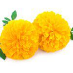 Yellow Marigold