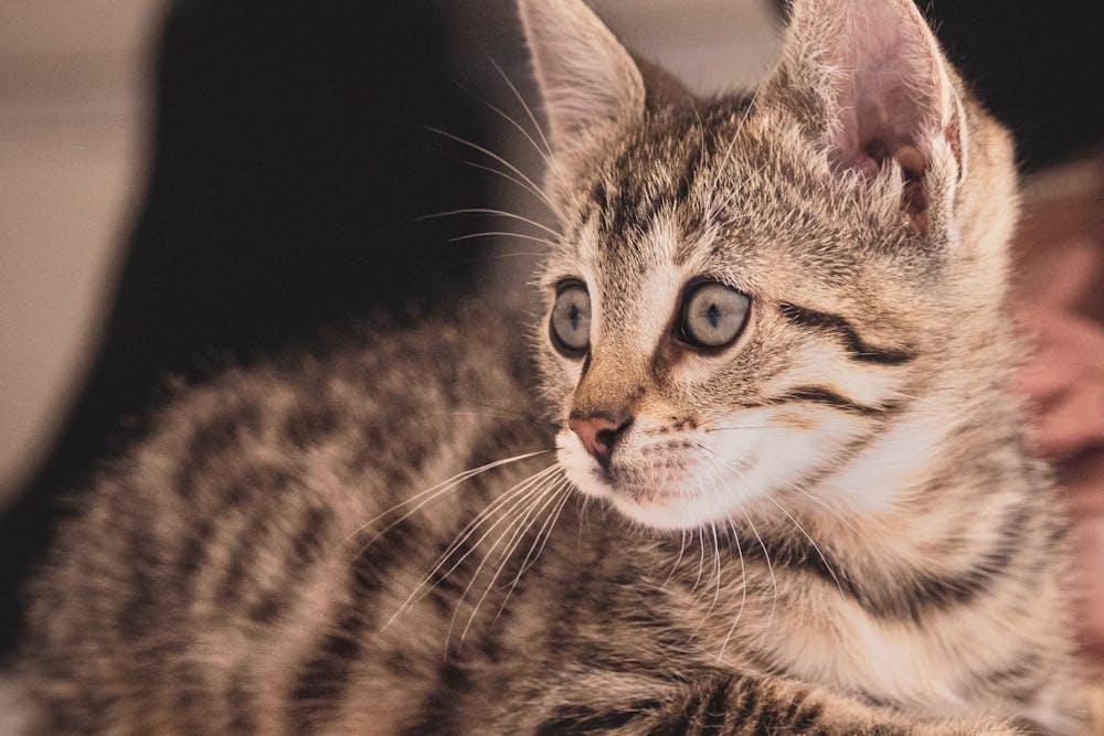 A Close-up Shot of a Cute Cat