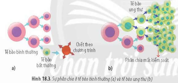 BÀI 18 - CHU KÌ TẾ BÀOMỞ ĐẦUCâu 1: Chu kì tế bào là hoạt động sống rất quan trọng đối với cơ thể sinh vật. Vậy cơ chế nào kiểm soát chu kì tế bào? Nếu sự phân chia tế bào một cách không bình thường sẽ dẫn đến hậu quả gì?Đáp án chuẩn:Chu kỳ tế bào kiểm soát sự phân bào qua các điểm kiểm soát. Nếu phân chia tế bào không bình thường, có thể gây ung thư, do các tế bào lỗi liên tục được tạo ra, tạo thành khối u và có thể di căn đến các cơ quan khác.I. KHÁI NIỆM CHU KÌ TẾ BÀOCâu 1: Chu kì tế bào là gì? Đáp án chuẩn:Chu kỳ tế bào là quá trình từ lần phân bào này đến lần phân bào tiếp theo, trong đó các sự kiện diễn ra tuần tự dẫn tới hình thành hai tế bào con từ một tế bào mẹ ban đầu.Câu 2: Sau một chu kì tế bào thì từ một tế bào mẹ ban đầu tạo ra được bao nhiêu tế bào con? Đáp án chuẩn:- Hai tế bào con.Luyện tập: Các tế bào mới được tạo ra từ tế bào ban đầu giống hay khác nhau?Đáp án chuẩn:- Giống nhau và giống với tế bào mẹ ban đầu.II. CÁC PHA CỦA CHU KÌ TẾ BÀOCâu 3: Hãy quan sát Hình 18.1 và cho biết: Chu kì tế bào gồm những giai đoạn nào? Kể tên các giai đoạn của chu kì tế bào.Đáp án chuẩn:Chu kì tế bào gồm 2 giai đoạn: Kỳ trung gianGia đoạn phân chia tế bào (Pha M)Câu 4: Hãy quan sát Hình 18.1 và cho biết: Trình bày mối quan hệ giữa các pha trong chu kì tế bào.Đáp án chuẩn:Mối quan hệ giữa các pha trong chu kì tế bào: Giai đoạn chuẩn bị giúp tổng hợp các chất cần thiết cho giai đoạn phân chia và kiểm soát chu kì tế bào.  Pha phân bào tạo ra các tế bào mới, các tế bào này tiếp tục quá trình phân bào.Luyện tập: Lập bảng trình bày vai trò của các pha G1, S, G2, M xảy ra trong chu kì tế bào.Đáp án chuẩn:Các phaVai tròG1Tổng hợp các chất cần thiết chuẩn bị cho nhân đôi DNA.SNhân đôi DNA và nhiễm sắc thể.G2Tổng hợp các chất còn lại cần thiết cho sự phân bào.MQuá trình phân chia nhân để phân chia đồng đều vật chất di truyền cho các tế bào con.Quá trình phân chia tế bào chất để tách tế bào mẹ thành hai tế bào con hoàn toàn độc lập.III. KIỂM SOÁT CHU KÌ TẾ BÀOCâu 5: Hãy quan sát Hình 18.2 và cho biết: Chu kì tế bào có mấy điểm kiểm soát? Kể tên các điểm kiểm soát chu kì tế bào.Đáp án chuẩn:Có ba điểm kiểm soát chính trong chu kỳ tế bào là điểm kiểm soát G1, G2/M và chuyển tiếp giữa kỳ.Câu 6: Hãy quan sát Hình 18.2 và cho biết: Nêu ý nghĩa của việc kiểm soát chu kì tế bào.Đáp án chuẩn:Kiểm soát tế bào đảm bảo từng giai đoạn trong chu kỳ tế bào được hoàn tất chính xác trước khi tiếp tục sang giai đoạn tiếp theo. Nếu phát hiện sai sót, chu kỳ tế bào sẽ bị chặn tại điểm kiểm soát cho đến khi sai sót được khắc phục.IV. UNG THƯCâu 7: Hãy quan sát Hình 18.3 và cho biết điểm khác biệt của việc phân chia tế bào bình thường và tế bào ung thư.Đáp án chuẩn:Trong tế bào bình thường, khi phân chia tạo ra tế bào lỗi, sự kiểm soát chu kỳ tế bào phát hiện và tế bào lỗi chết theo chương trình. Trong tế bào ung thư, tế bào lỗi không chết theo chương trình mà tiếp tục phân chia, tạo ra nhiều tế bào lỗi khác.Câu 8: Hãy quan sát hình 18.4 và cho biết cơ chế hình thành khối u ác tính.Đáp án chuẩn:Khi tế bào bị đột biến, chúng có thể phân chia và tạo thành nhiều tế bào đột biến khác. Những tế bào này mất kiểm soát, dẫn đến hình thành khối u ung thư. Nếu không phát hiện và can thiệp kịp thời, khối u có thể lan qua hệ tuần hoàn hoặc hệ bạch huyết, gây ra ung thư di căn đến các cơ quan khác trong cơ thể.Luyện tập: Thông qua các biểu đồ của Hình 18.5, hãy cho biết yếu tố nào dưới đây có nguy cơ cao gây ung thư và cách phòng tránh bệnh ung thư.Đáp án chuẩn:* Yếu tố có nguy cơ cao gây ung thư: Ăn uống không lành mạnh, hút thuốc, di truyền.* Để phòng tránh ung thư, cần tuân thủ các nguyên tắc sau:- Xây dựng lối sống khoẻ như không hút thuốc, thường xuyên tập thể dục.- Có chế độ ăn uống lành mạnh và khoa học như hạn chế các thức uống có cồn và thực phẩm nhanh, ít dầu mỡ.Vận dụng: 1. Hãy tiến hành điều tra thực trạng các bệnh ung thư tại địa phương em. 2. Thiết kế áp phích hoặc vẽ tranh tuyên truyền về việc phòng chống các bệnh ung thư.Đáp án chuẩn:1. Việt Nam ghi nhận 182.563 ca mắc mới và 122.690 ca tử vong do ung thư năm 2020 theo GLOBOCAN. Tỷ lệ mắc mới là 159 trên 100.000 người và tỷ lệ tử vong là 106 trên 100.000 người. Việt Nam xếp thứ 91/185 về tỷ lệ mắc mới và thứ 50/185 về tỷ lệ tử vong. Các ung thư phổ biến ở nam giới là gan, phổi, dạ dày, đại trực tràng, tiền liệt tuyến, chiếm 65,8% tổng số ca. Ở nữ giới là vú, phổi, đại trực tràng, dạ dày, gan, chiếm 59,4% tổng số ca. Cả hai giới đều có ung thư gan, phổi, vú, dạ dày và đại trực tràng là các loại phổ biến nhất.2. BÀI TẬP