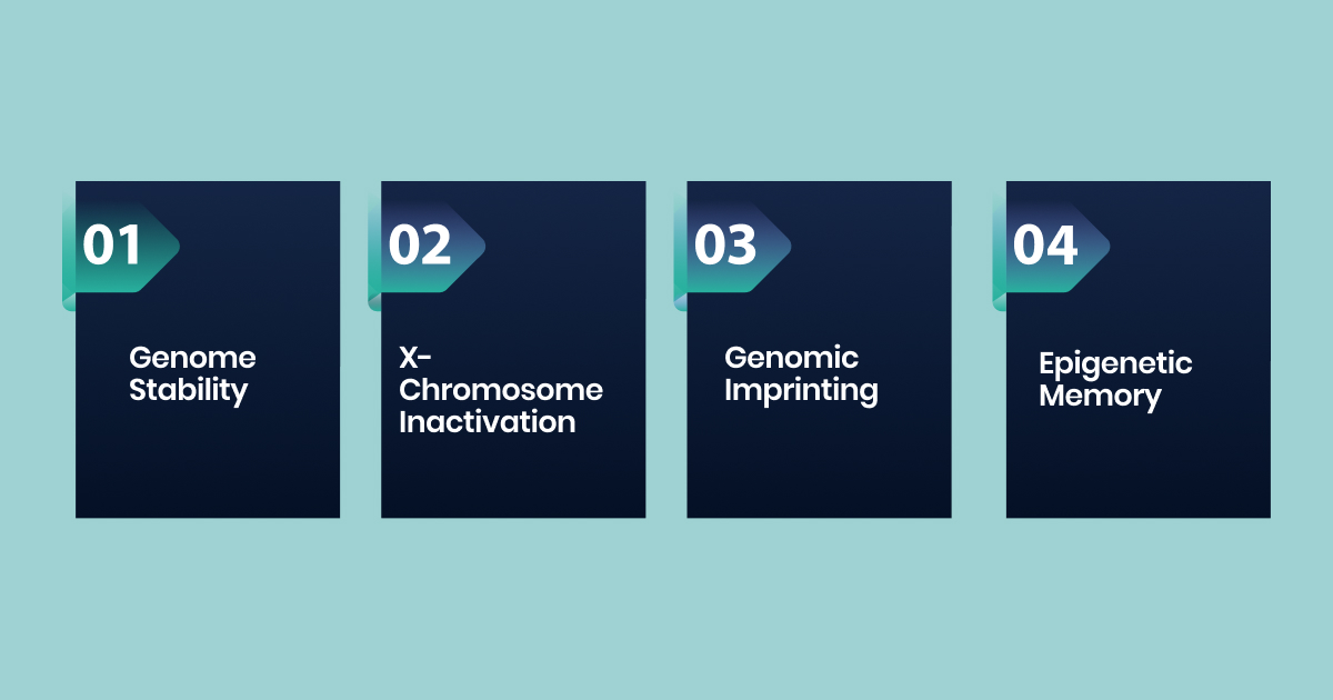 Functional Implications and Epigenetic Memory [ref]