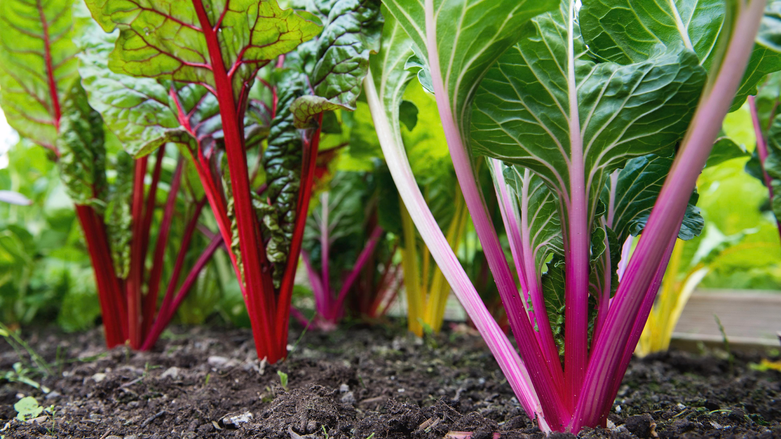 Caring for Swiss Chard