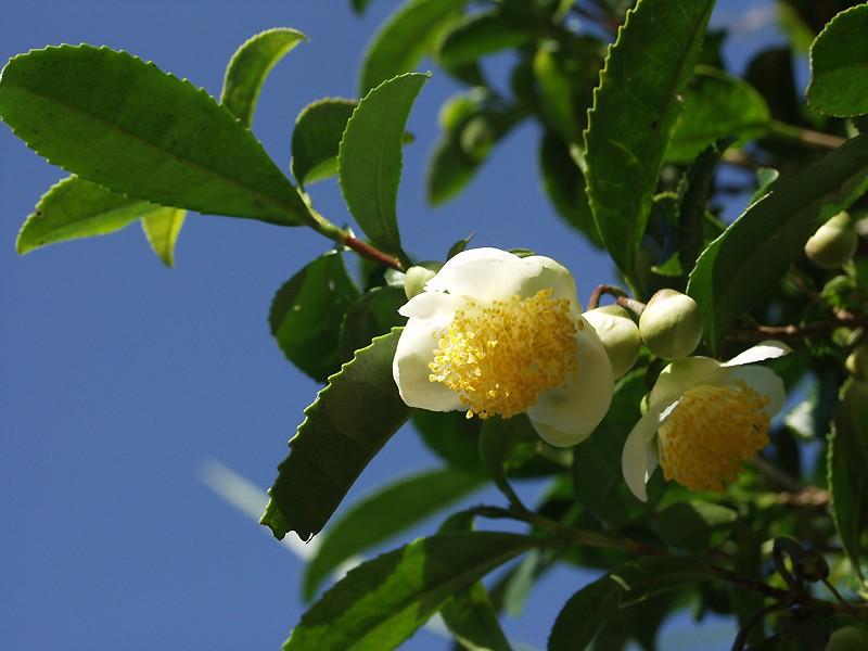 花の咲いたお茶の木の画像