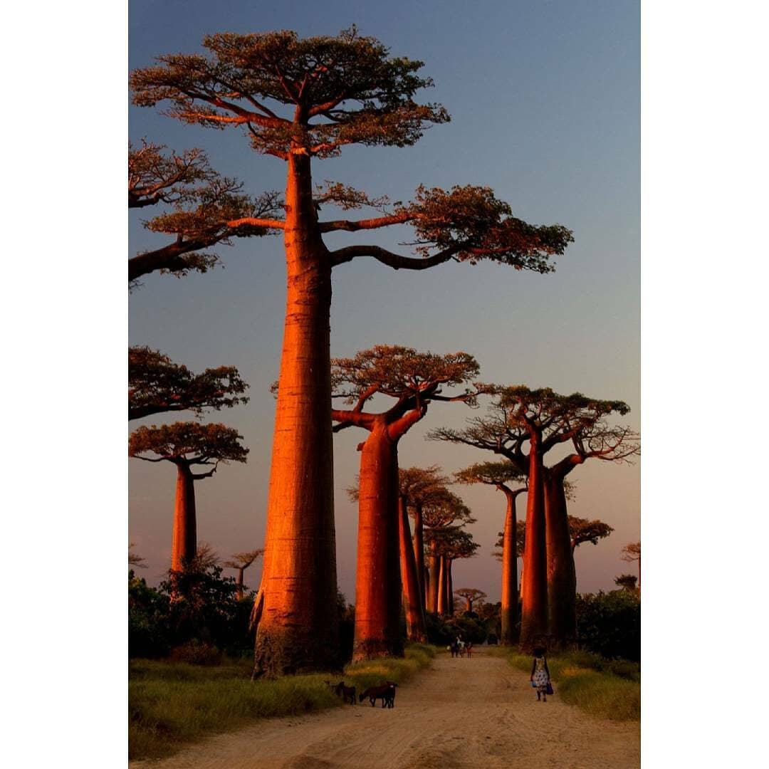 Morondava