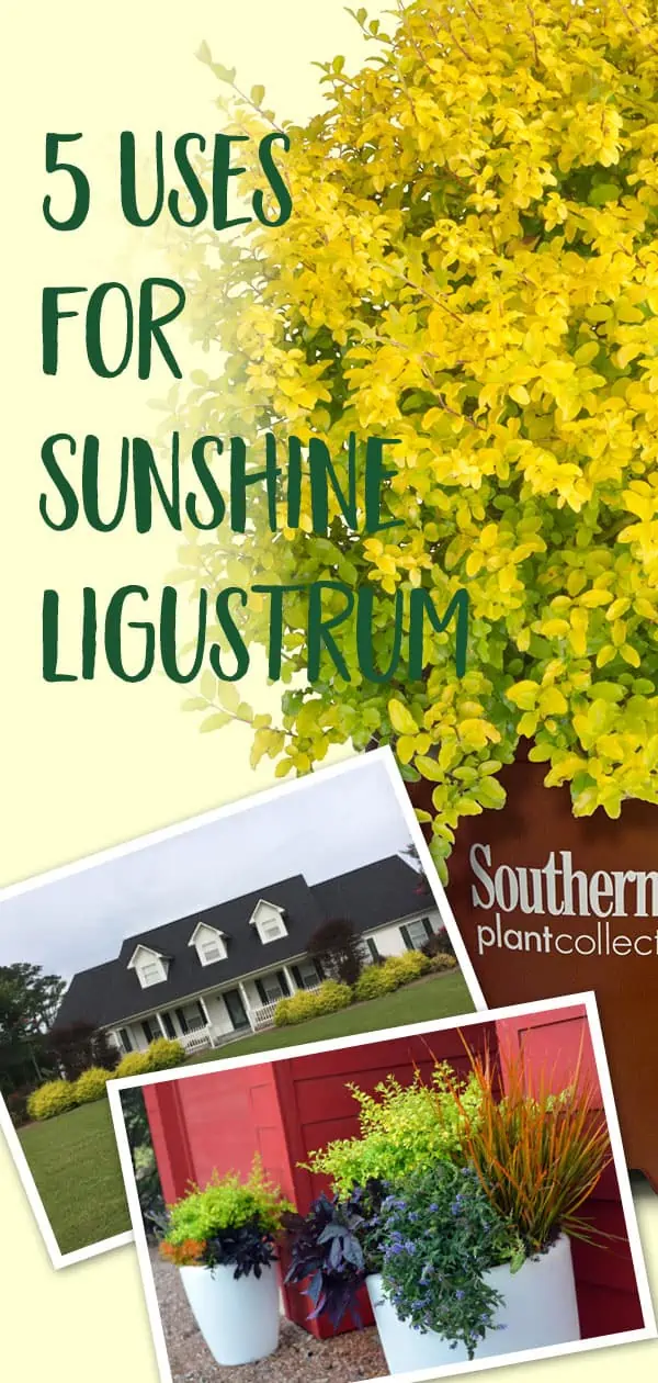 5 Uses of Sunshine Ligustrum