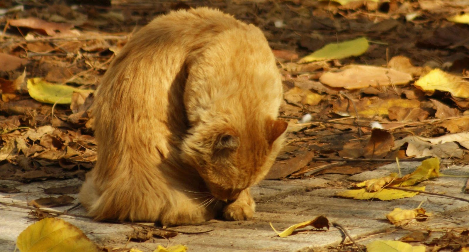 Silent Signs Your Cat Is Miserable