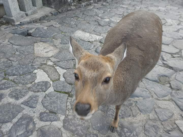 鹿せんべいが食べたくてよってきた鹿