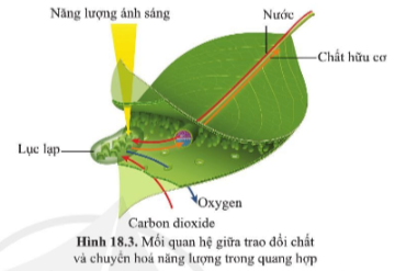 BÀI 18. QUANG HỢP Ở THỰC VẬT MỞ ĐẦUCâu hỏi: Quan sát hình 181, cho biết thực vật có thể tự tổng hợp chất hữu cơ từ những nguyên liệu nào. Chất hữu cơ được tổng hợp ở thực vật thông qua quá trình nào?Đáp án chuẩn:Quá trình quang hợp.I. VAI TRÒ CỦA LÁ CÂY VỚI CHỨC NĂNG QUANG HỢPCâu 1: Quan sát hình 18.2, cho biết các bộ phận của lá cây và chức năng của các bộ phận đó trong quá trình quang hợp.Đáp án chuẩn:- Phiến lá: thu nhận được nhiều ánh sáng.- Lục lạp: thu nhận ánh sáng dùng cho tổng hợp chất hữu cơ.- Gân lá: vận chuyển nước chất hữu cơ.- Khí khổng: trao đổi khí và thoát hơi nước.Câu hỏi 1: Nêu các đặc điểm của lá cây phù hợp với chức năng quang hợp?Đáp án chuẩn:- Phiến lá có dạng bản dẹt, mỏng giúp thu nhận được nhiều ánh sáng.- Có khí khổng để trao đổi khí.- Diệp lục trực tiếp hấp thụ được năng lượng của các tia sáng chiếu lên lá.- Hệ gân lá phát triển, chứa các mạch gỗ và mạch rây.Vận dụngCâu 1: Theo em, những cây có lá tiêu biến, ví dụ cây xương rồng lá biến đổi thành gai thì có thể quang hợp được không? Vì sao?Đáp án chuẩn:Có vì thân hoặc cành sẽ có lục lạp nên thân hoặc cành sẽ thay lá làm nhiệm vụ quang hợp.II. QUÁ TRÌNH QUANG HỢPCâu 2: Cho biết các chất tham gia và sản phẩm tạo thành trong quá trình quang hợp ở thực vật?Đáp án chuẩn:Nước và carbon dioxide và ánh sáng tham gia, sản phẩm là chất hữu cơ và oxygen.Vận dụngCâu 2: Quang hợp có ý nghĩa như thế nào đối với sự Sống trên Trái Đất?Đáp án chuẩn:- Tạo ra các chất hữu cơ phục vụ đời sống của các sinh vật. - Hấp thụ CO2 và giải phóng O2 giúp điều hòa không khí, cung cấp oxygen cho sự sống. Câu 3: Những sinh vật nào có thể quang hợp?Đáp án chuẩn:Sinh vật có diệp lục.III. MỐI QUAN HỆ GIỮA TRAO ĐỔI CHẤT VÀ CHUYỂN HOÁ NĂNG LƯỢNG TRONG QUANG HỢP