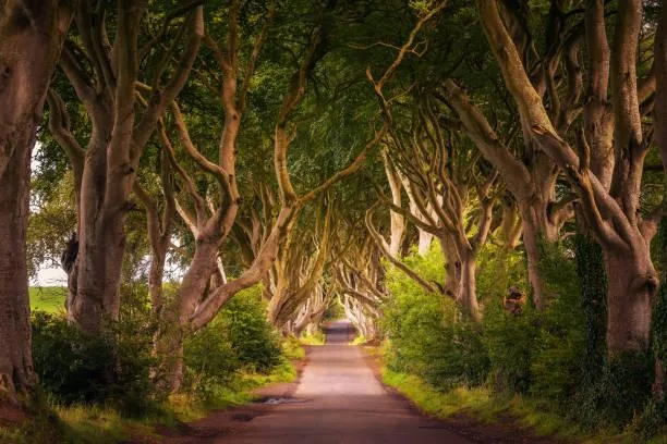 25 Quiet Rivers That Flow Through Forests, quiet river, forest stream, nature, forest, landscape, tree water, peaceful path