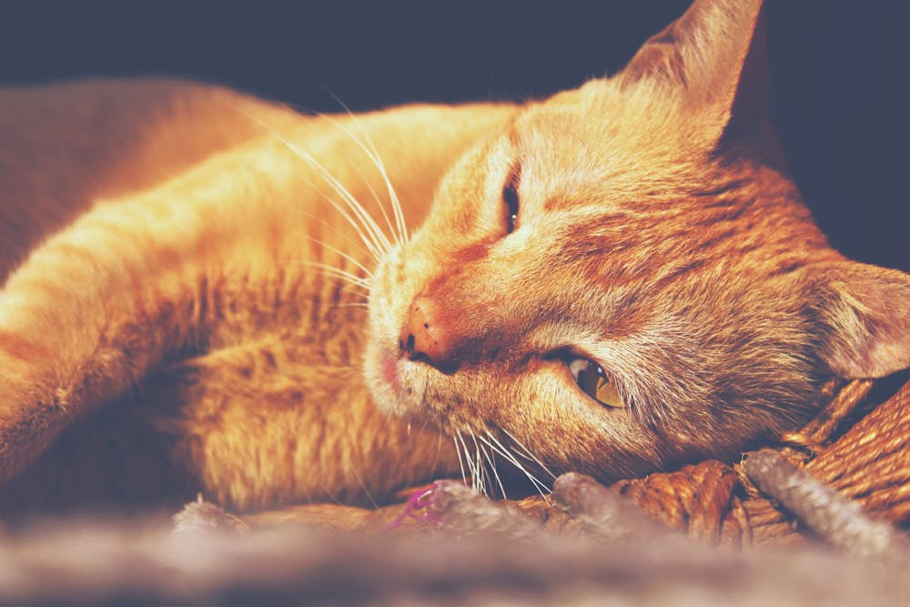 Orange Tabby pet Cat Lying