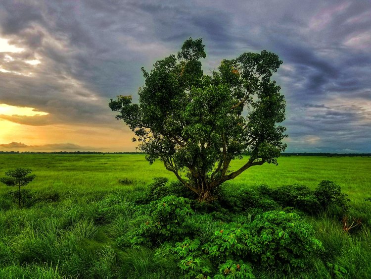 Shuklaphanta National Park 