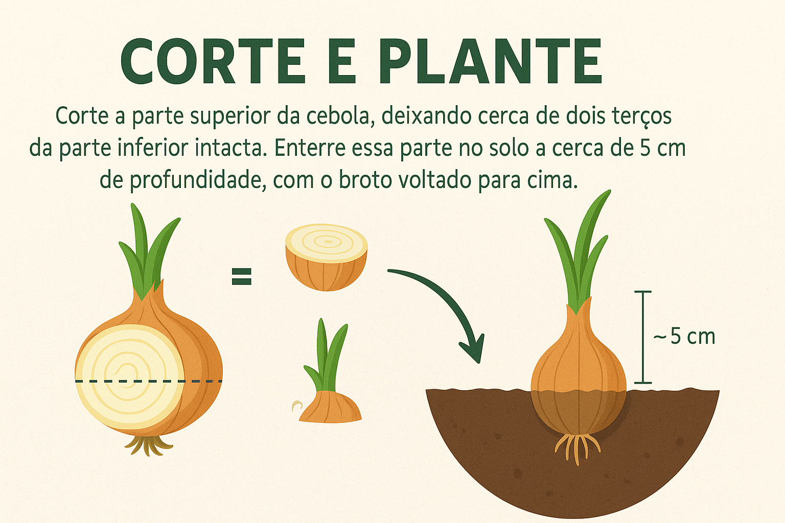 Plantar Cebolas