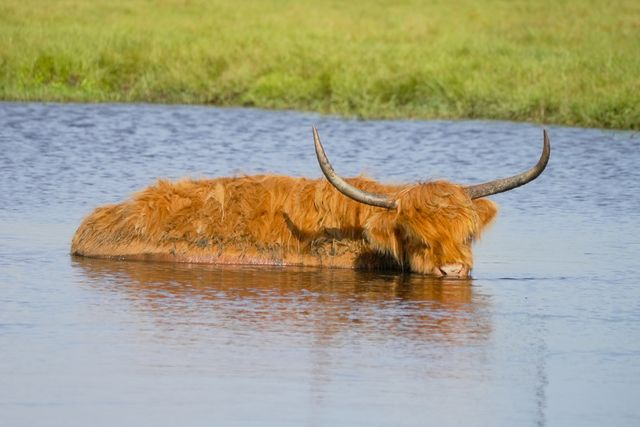  A Highland cow with a shaggy, reddish coat and long, curved horns wading in a calm body of water.