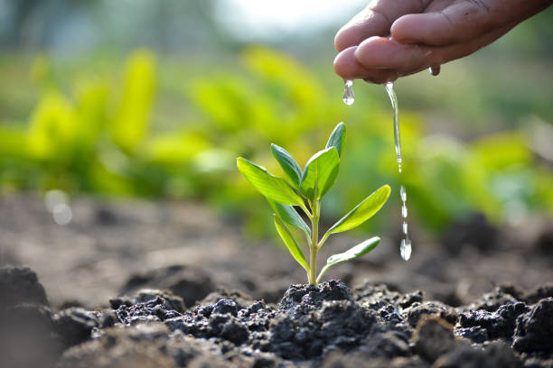 Winter vegetables to plant