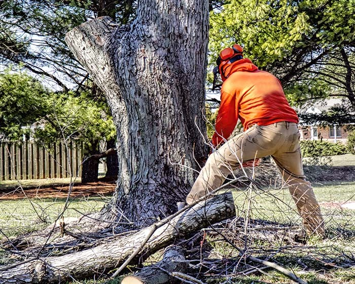 tree service