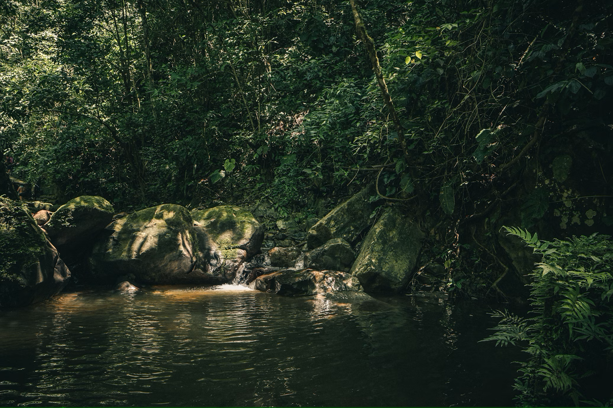 Amazon Rainforest