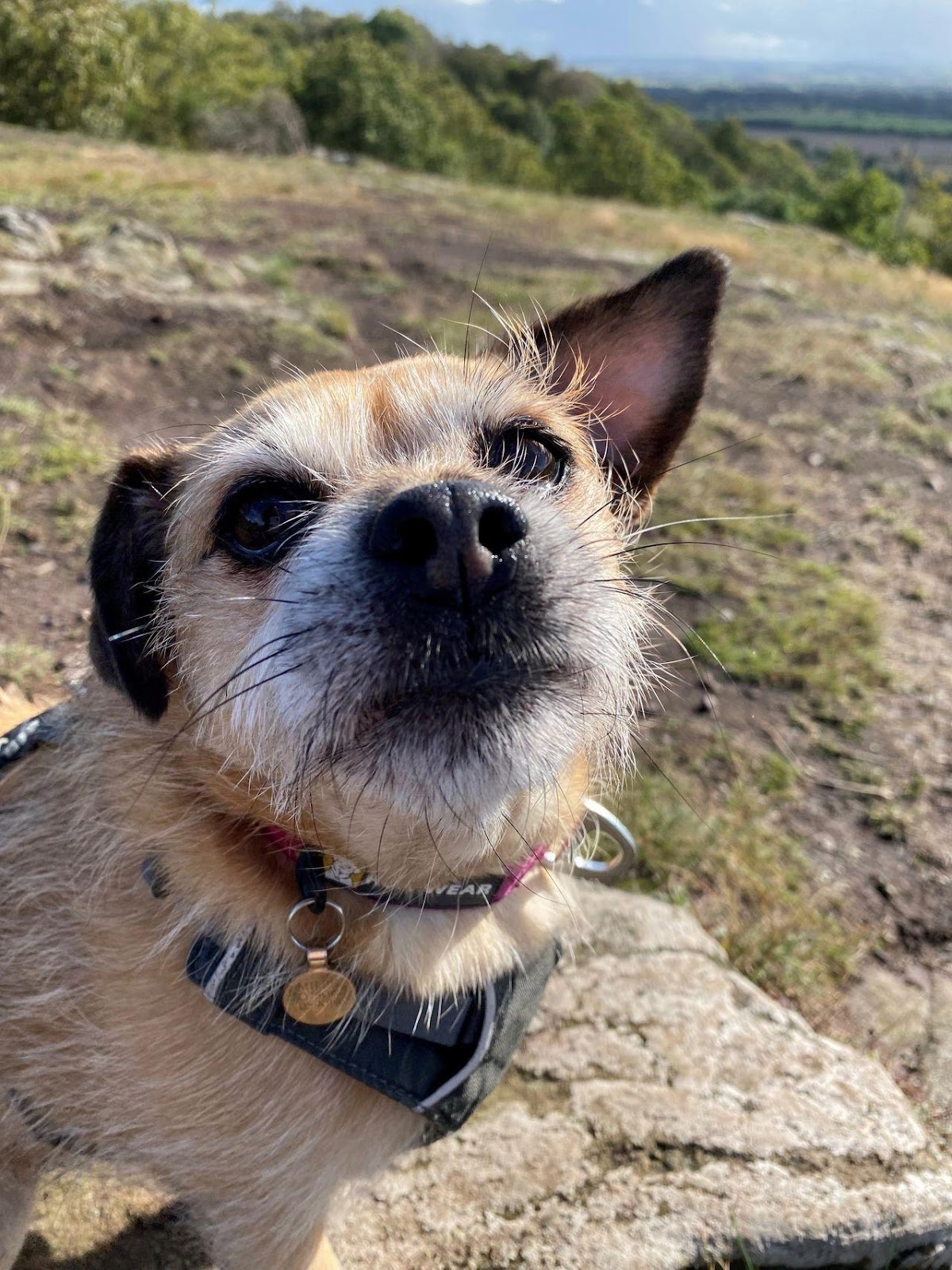 a jack russell cross pug who has ears blown back in the wind