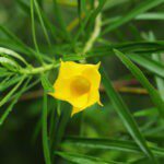 Yellow Oleander