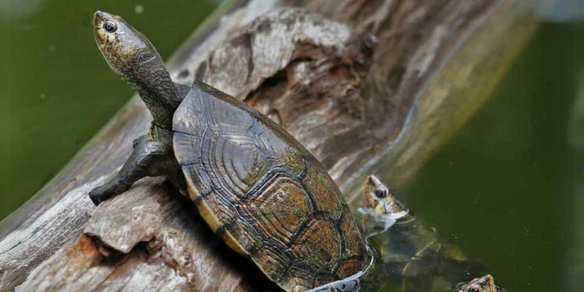 Madagascar Big-Headed Turtle Population