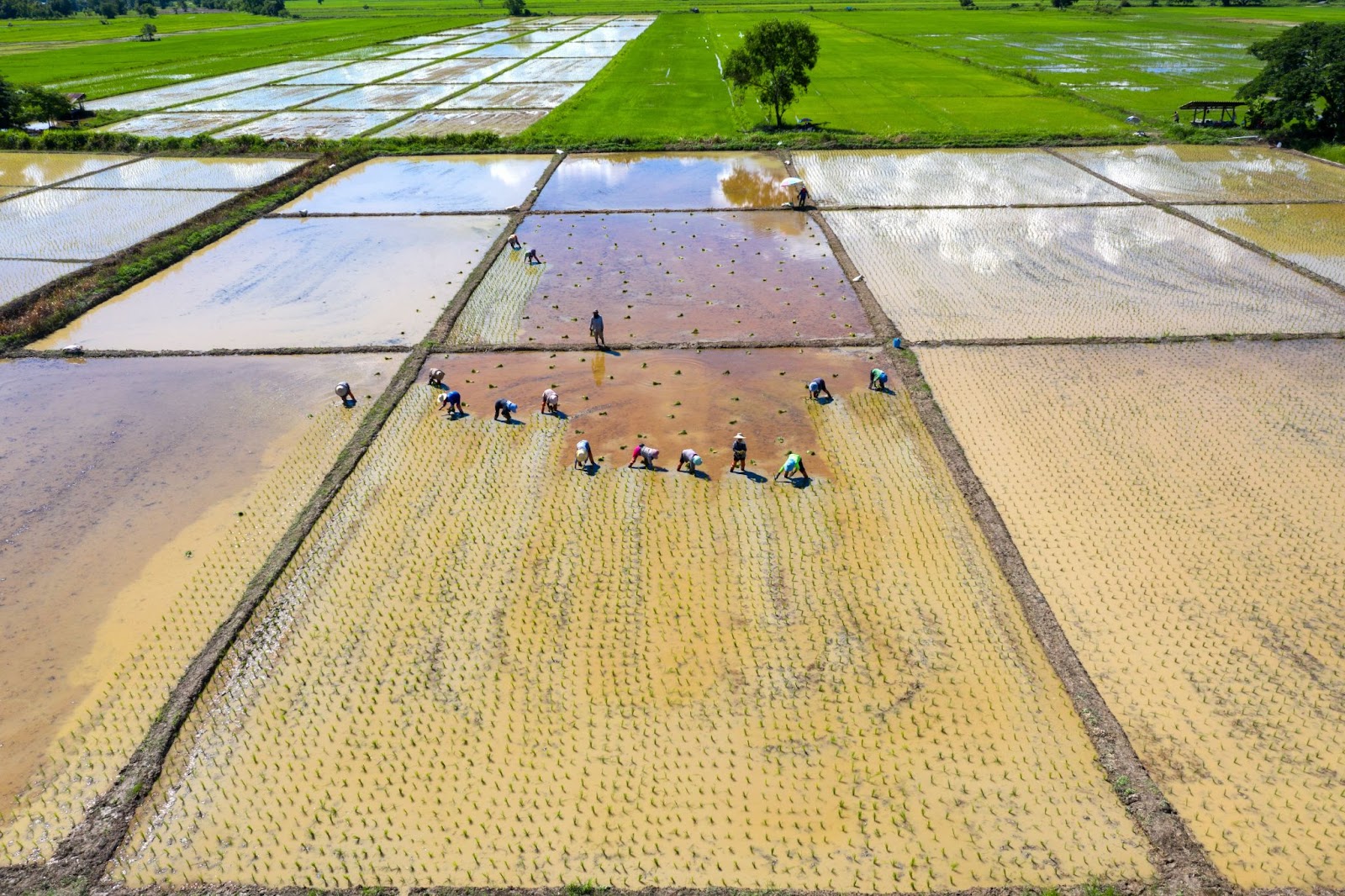 cultivation on the land with water 
