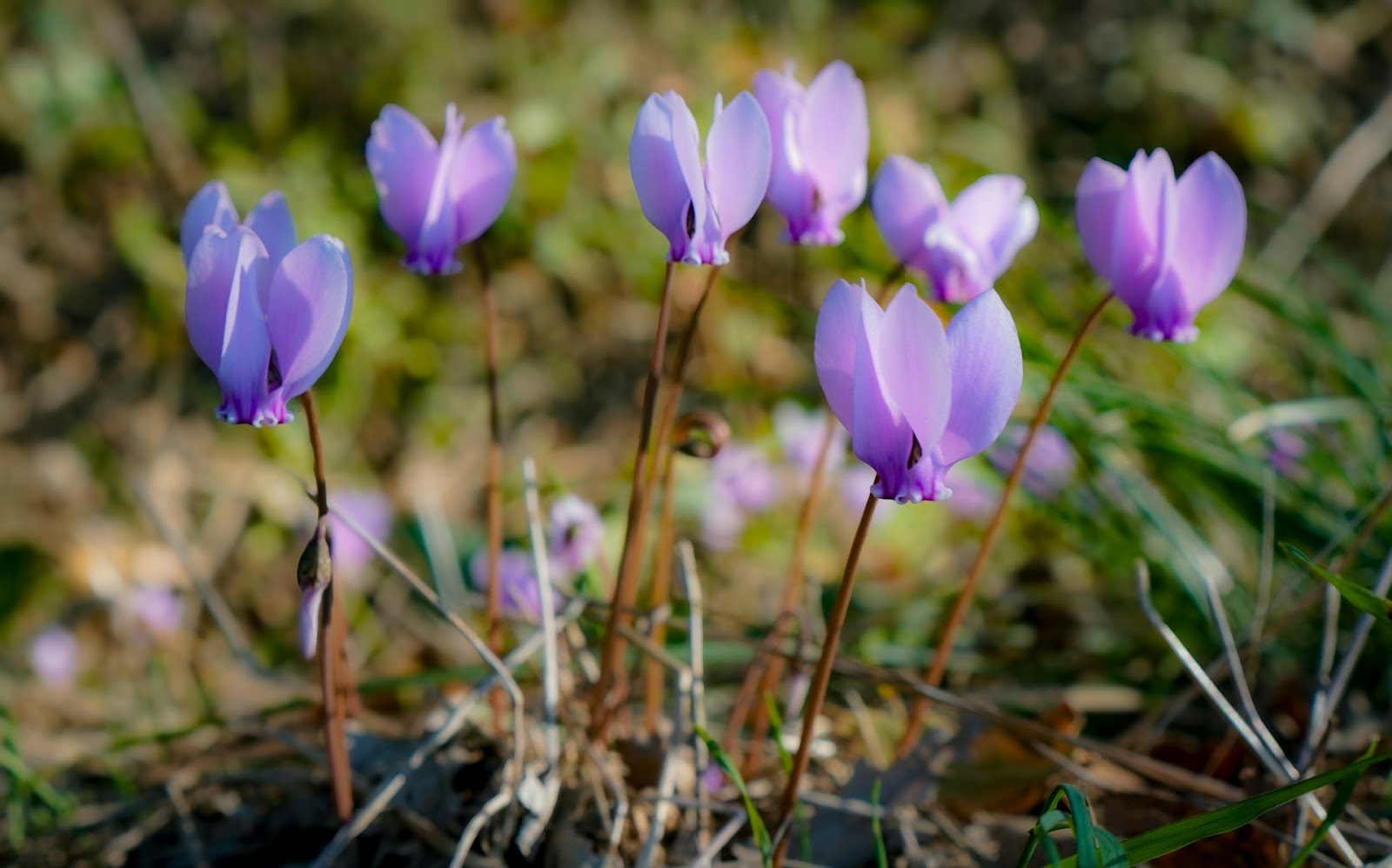 Potted Cyclamen Care