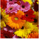10 flowers name in arabic
