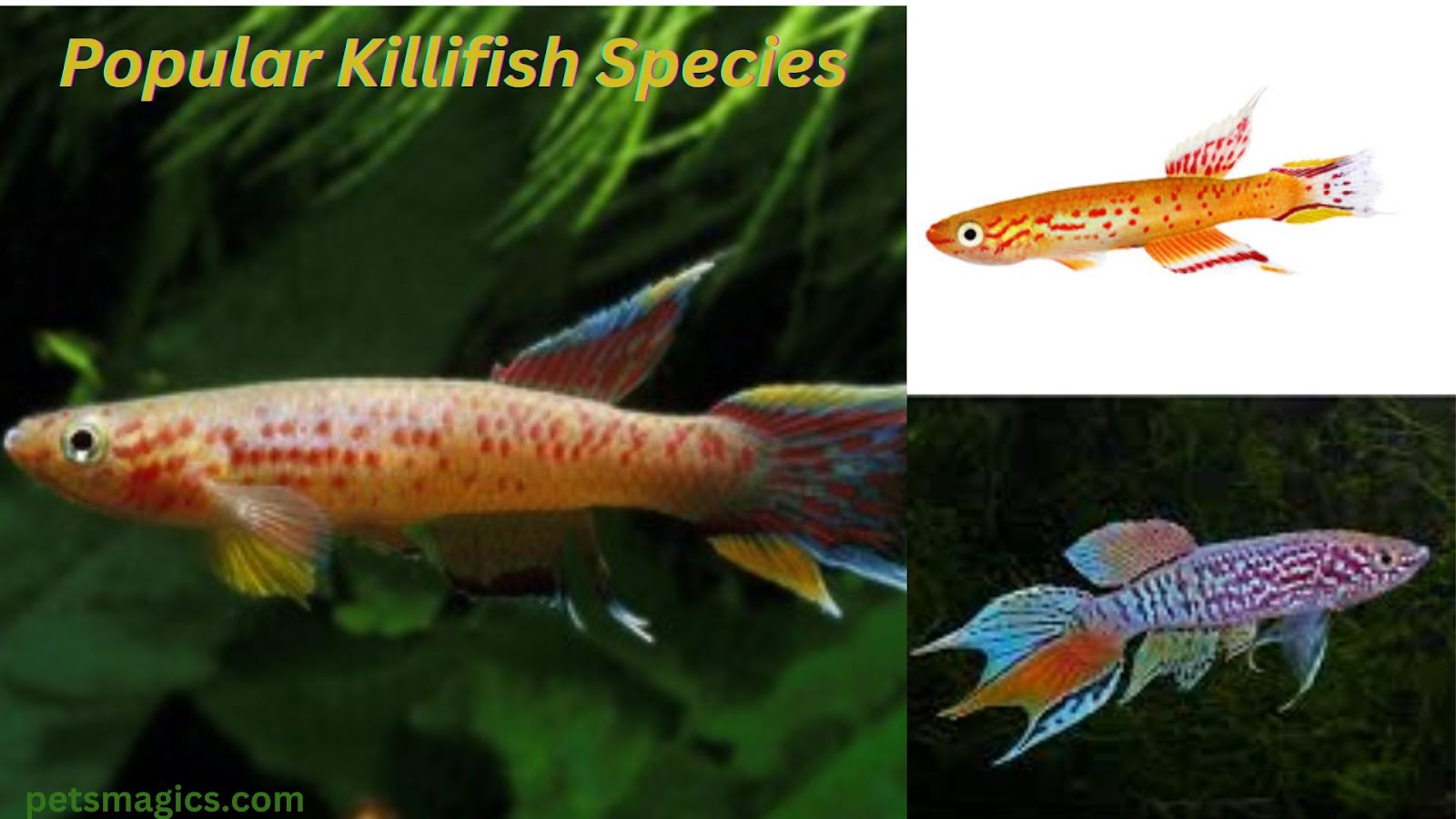 Killifish