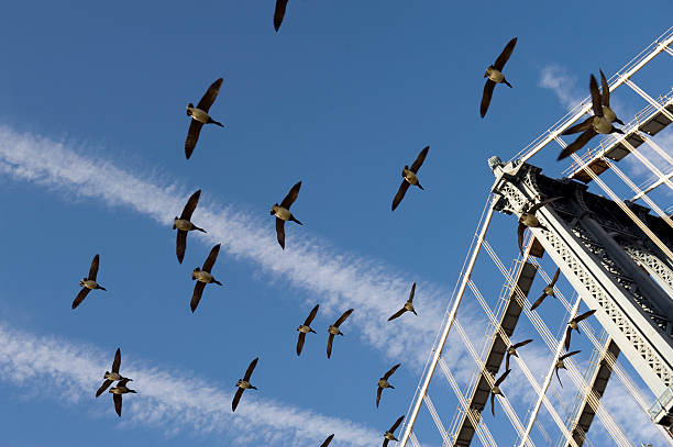 16,300+ Ny Birds Stock Photos, Pictures & Royalty-Free Images - iStock |  Feet in the grass