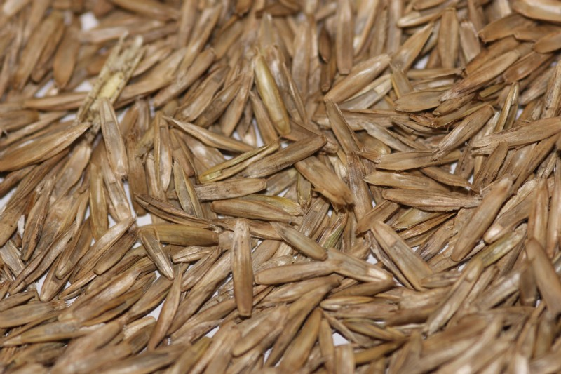 Perennial Ryegrass Seed