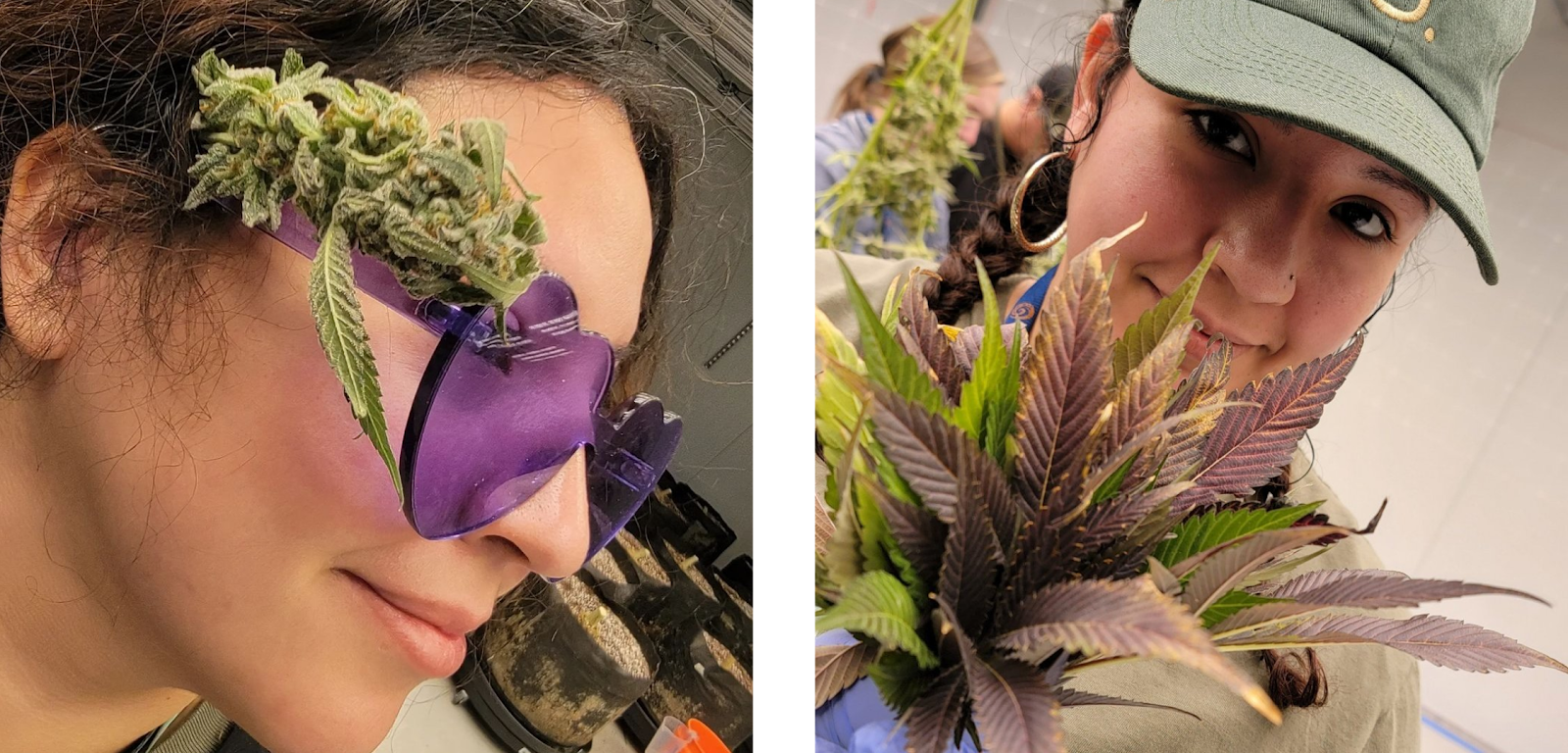 Evelyn Diaz poses with cannabis bud in her purple heart-shaped glasses. Evelyn has worked for The Source cannabis dispensary since May 2020. She started as a budtender and has worked her way up to our Grow team. | Evelyn Diaz, a member of The Source cannabis dispensary Grow team, poses with a bunch of cannabis leaves that were removed during harvest.