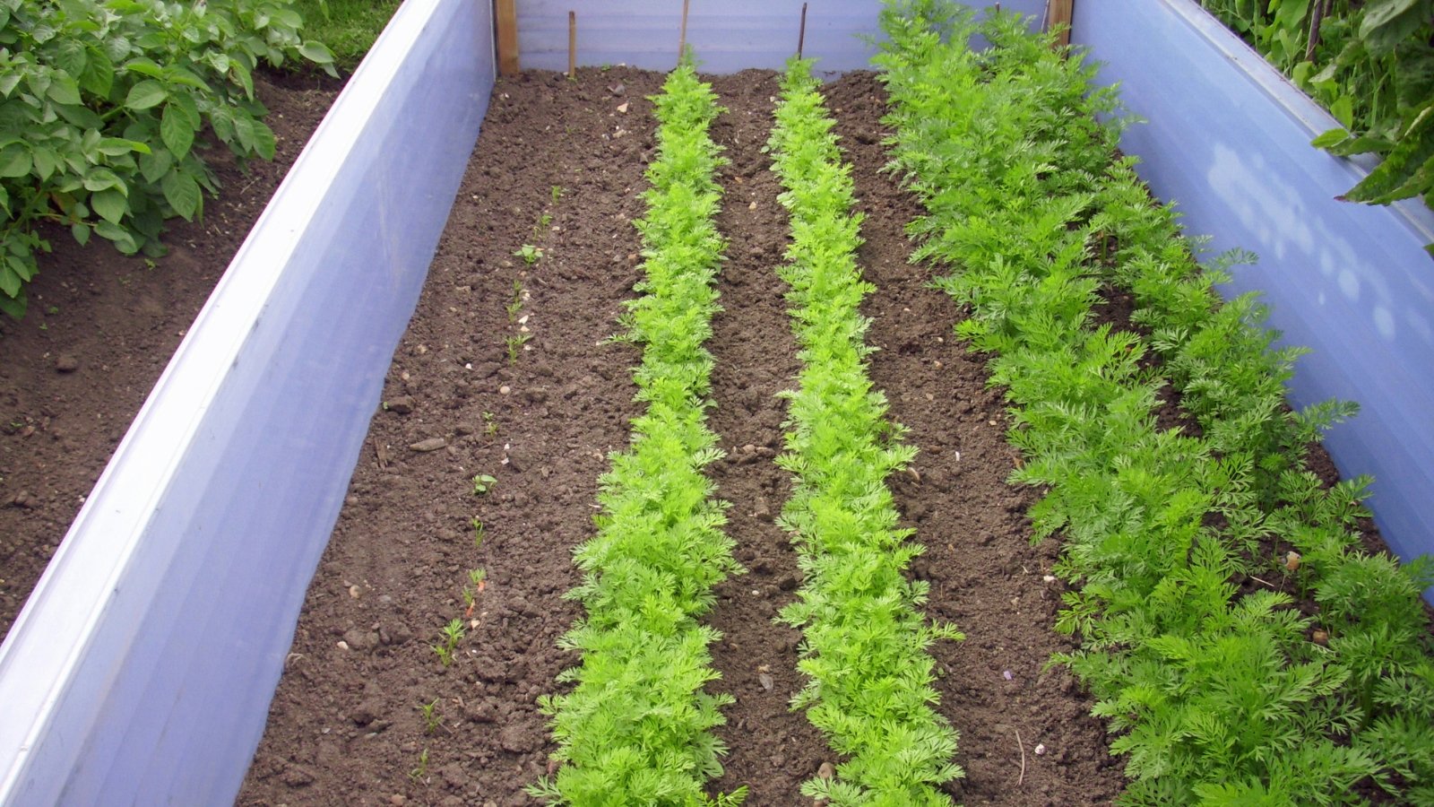 Neatly arranged rows of Lactuca sativa lettuce grow in a raised bed with dark soil.