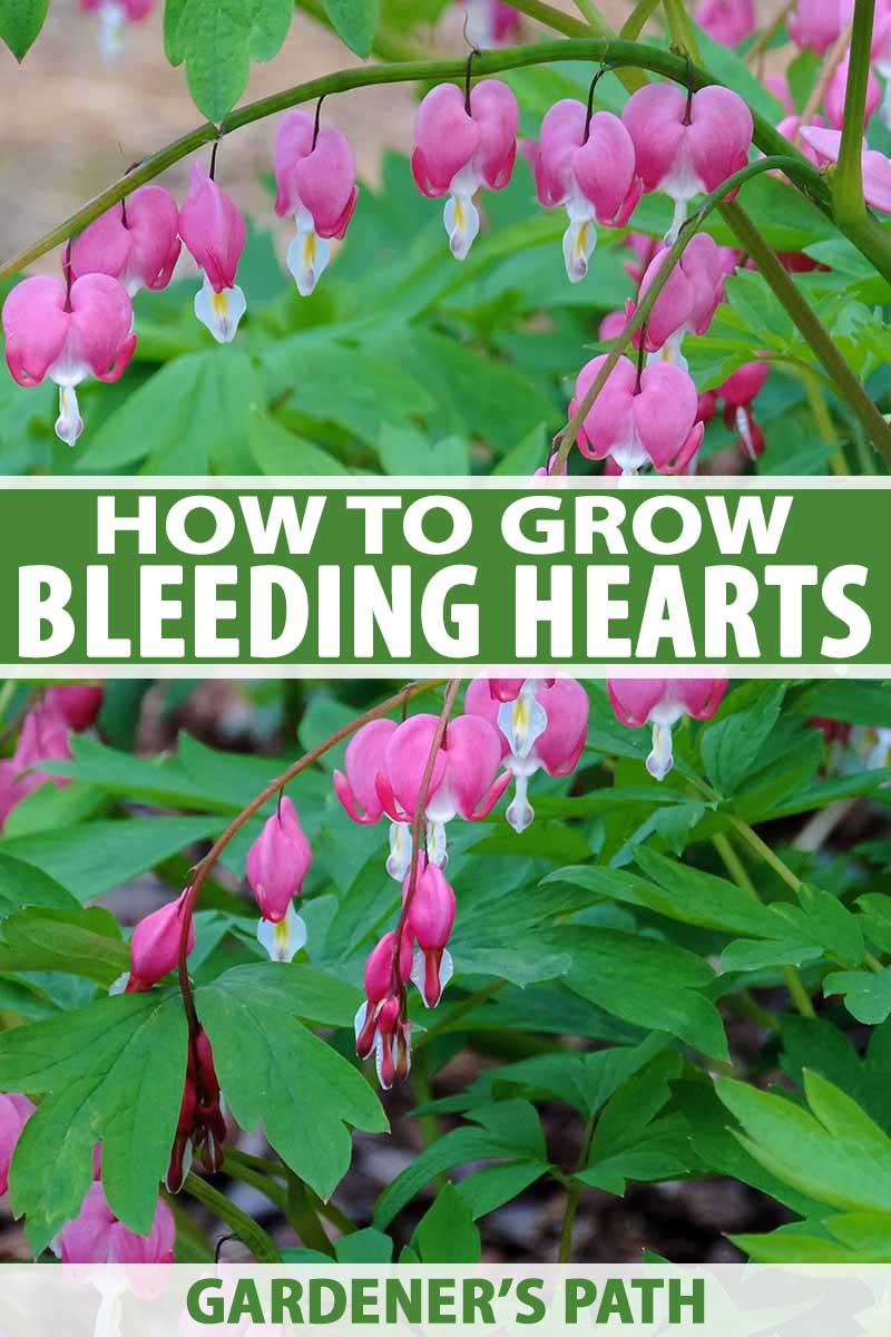 How to Plant Bleeding Heart