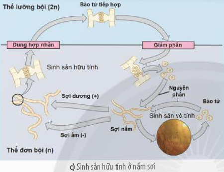 BÀI 25 - SINH TRƯỞNG VÀ SINH SẢN Ở VI SINH VẬTMỞ ĐẦUCâu 1: Hãy đọc những thông tin in trên phần nắp để tìm hiểu cách bảo quản và thành phần vi khuẩn có trong hộp sữa chua. Vào mùa hè, một số cửa hàng tạp hóa để các lốc sữa chua trên kệ ở nhiệt độ thường (khoảng 28 – 30oC). Một vài hộp sữa chua có hiện tượng phồng nắp lên. Hãy nhận xét cách bảo quản sữa chua của cửa hàng tạp hóa trên và giải thích vì sao nắp hộp sữa bị phồng lên.Giải nhanh:Cách bảo quản của cửa hàng tạp hóa là sai do theo thông tin trên nắp hộp, cần bảo quản sữa chua ở điều kiện lạnh với nhiệt độ 6oC – 8oC.Giải thích hiện tượng nắp hộp sữa chua bị phồng lên: Ở điều kiện từ 28 – 30oC, vi khuẩn lactic trong hộp sữa chua không bị ức chế nên tiếp tục hoạt động lên men tạo lactic acid, tạo ra bọt khí CO2 và nước. Khí CO2 sinh ra làm cho nắp hộp sữa chua bị phồng lên.I. KHÁI NIỆM SINH TRƯỞNG Ở VI SINH VẬTCâu 1: Dựa vào Hình 25.2, hãy nhận xét số lượng tế bào vi khuẩn E. coli sau mỗi lần phân chia. Từ đó hãy cho biết khái niệm sinh trưởng ở sinh vật.Giải nhanh:  - Số lượng tế bào vi khuẩn E. coli tăng gấp đôi sau mỗi lần phân chia.- Sinh trưởng ở sinh vật là sự gia tăng số lượng cá thể trong quần thể sinh vật.Câu 2: Vì sao nói sinh trưởng ở vi sinh vật là sinh trưởng của quần thể?Giải nhanh:Vì vi sinh vật có kích thước rất nhỏ nên khó nhận ra được sự gia tăng về kích thước, khối lượng nên ta cần xem xét trên phạm vi quần thể.Luyện tập: Hãy so sánh sự sinh trưởng của quần thể vi sinh vật với sự sinh trưởng của các sinh vật đa bào.Giải nhanh:Tiêu chíSinh trưởng củaquần thể vi sinh vậtSinh trưởng củasinh vật đa bàoGiống nhauĐều có bản chất là sự gia tăng số lượng tế bào nhờ quá trình phân bào.Khác nhauLà sự gia tăng số lượng tế bào của quần thể vi sinh vật.Là sự gia tăng kích thước và khối lượng của một cơ thể.II. SINH TRƯỞNG CỦA QUẦN THỂ VI SINH VẬTCâu 3: Đọc thông tin trên và quan sát hình 25.3, hãy trình bày đặc điểm các pha sinh trưởng của quần thể vi khuẩn trong nuôi cấy không liên tục.Giải nhanh: 1. Pha tiềm phát: Sự trao đổi chất và sinh trưởng của quần thể vi khuẩn trong môi trường nuôi cấy không liên tục.2. Pha lũy thừa: Sự sinh trưởng mạnh mẽ và tốc độ phân chia của vi khuẩn đạt tối đa nhờ vào nguồn dinh dưỡng dồi dào.3. Pha cân bằng: Vi khuẩn sinh ra với tốc độ bằng số lượng vi khuẩn chết do sự giảm dần của nguồn dinh dưỡng.4. Pha suy vong: Sự tăng dần số lượng vi khuẩn chết do cạn kiệt nguồn dinh dưỡng và tích lũy chất độc hại.Câu 4: Hãy vẽ và giải thích đường cong sinh trưởng trong nuôi cấy liên tục.Giải nhanh:Ở pha tiềm phát, đường cong sinh trường thể hiện số lượng tế bào lúc bắt đầu nuôi cấy, lúc này các tế bào vi sinh vật bắt đầu thích nghi với môi trường nên số lượng tế bào sống bằng tế bào chết đi.Ở pha lũy thừa, đường cong sinh trưởng tăng do mật độ bắt đầu tăng, và đạt cực đại tại cuối pha. Trong pha này, các tế bào đã thích nghi được với môi trường nên số lượng tế bào sinh ra nhiều hơn so với tế bào chết đi.Ở pha cân bằng, đường cong sinh trưởng hầu như thẳng do mật độ hầu như không thay đổi. Lúc này dinh dưỡng bắt đầu thiếu hụt dần nên số lượng tế bào sinh ra bằng số lượng tế bào chết.Ở pha suy vong, đường cong sinh trường giảm xuống do dinh dưỡng cạn kiệt đồng thời các chất độc hại cho sự sinh trưởng của quần thể được tích lũy nên số lượng tế bào chết đi lớn hơn số lượng tế bào sinh ra làm mật độ tế bào suy giảm.Luyện tập: Hãy so sánh sự sinh trưởng của quần thể vi khuẩn trong nuôi cấy liên tục và không liên tụcGiải nhanh:- Giống nhau: Quần thể vi khuẩn trong cả hai môi trường nuôi cấy liên tục và không liên tục trải qua ba giai đoạn: pha tiềm phát, pha lũy thừa và pha suy vong.- Khác nhau: Trong môi trường nuôi cấy không liên tục, khi dinh dưỡng cạn kiệt, quần thể vi khuẩn giảm dần (pha suy vong). Trái lại, trong môi trường nuôi cấy liên tục, do dinh dưỡng được cung cấp liên tục, quần thể vi khuẩn được duy trì và có thể tăng lên ở giai đoạn pha cân bằng, không gặp pha suy vong.III. MỘT SỐ HÌNH THỨC SINH SẢN Ở SINH VẬTCâu 5: Đọc thông tin trong mục III và quan sát Hình 25.4, 25.5, hãy phân biệt các hình thức sinh sản của vi sinh vật nhân sơ và vi sinh vật nhân thực.Giải nhanh:* Hình thức nhân đôi:  - Có ở cả sinh vật nhân sơ và nhân thực.  - Phân tử DNA của tế bào mẹ nhân đôi, kéo dài và tách thành hai phần bằng nhau để tạo ra hai cơ thể con.* Hình thức bào tử vô tính:  - Có ở cả sinh vật nhân sơ và nhân thực.  - Bào tử nảy mầm khi có điều kiện thuận lợi, tạo thành cơ thể mới.  - Ở sinh vật nhân sơ: ADN nhân đôi nhiều lần, tạo thành dãy bào tử, mỗi bào tử chứa một bản sao ADN.  - Ở sinh vật nhân thực: Tế bào nguyên phân nhiều lần để tạo ra các bào tử độc lập.* Hình thức nảy chồi:  - Chỉ có ở sinh vật nhân thực.  - Bộ nhiễm sắc thể của tế bào mẹ nhân đôi và tạo thành hai nhân.  - Tế bào mẹ mọc thành u lồi, một nhân, và tế bào chất di chuyển vào u lồi để tạo thành chồi.  - Chồi có thể dính liền với cơ thể mẹ để tạo thành tập đoàn hoặc tách ra để tạo thành cơ thể mới.* Hình thức bào tứ hữu tính:  - Chỉ có ở sinh vật nhân thực.  - Giảm phân để tạo ra giao tử khác giới, sau đó kết hợp hai loại giao tử để tạo ra cơ thể mới.Câu 6: Quan sát hình 25.5c, hãy cho biết trong vòng đời của nấm sợi tồn tại những hình thức sinh sản nào.Giải nhanh:- Sinh sản hữu tính và sinh sản vô tính.  BÀI 25 - SINH TRƯỞNG VÀ SINH SẢN Ở VI SINH VẬT