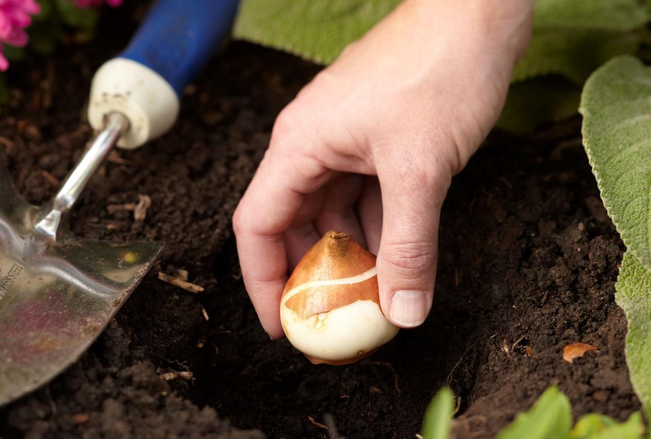 Plant Tulip Bulbs in the Soil