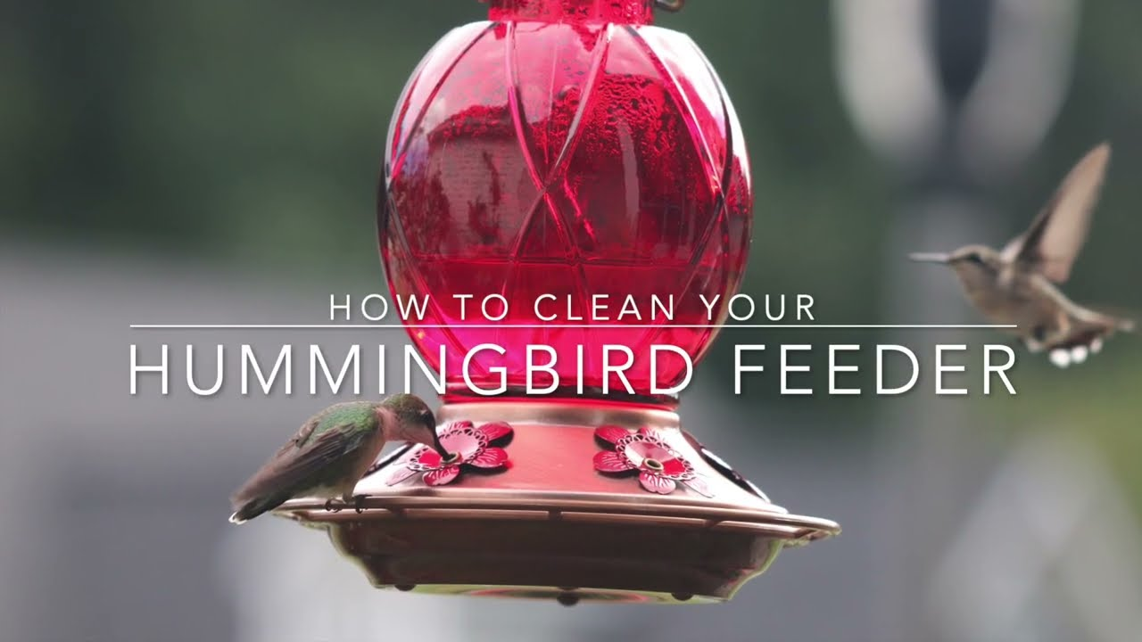 How to Clean Hummingbird Feeders