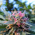 What Delta 9 Flower Is and Why It Matters