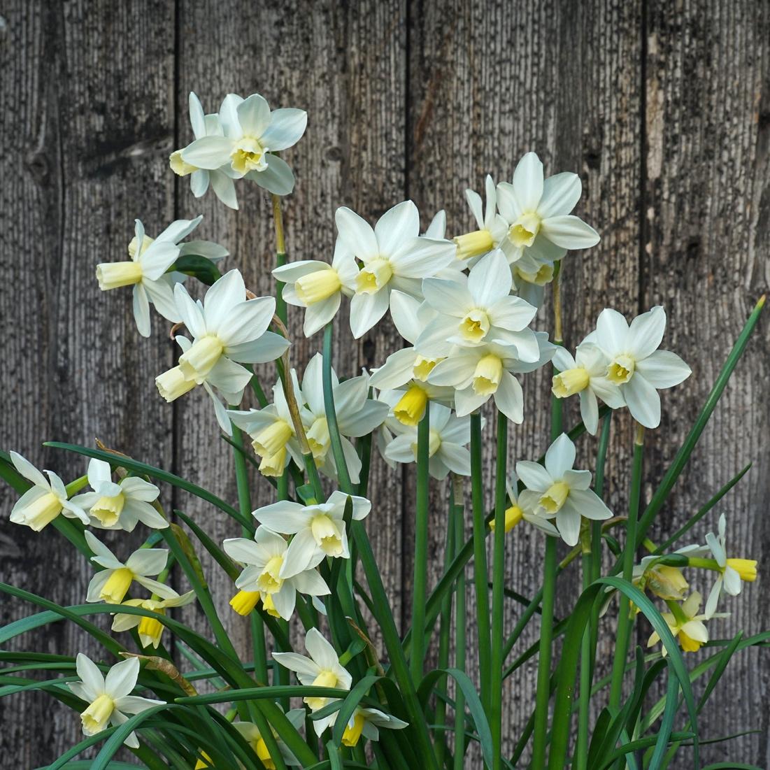 Afbeelding met plant, bloem, bloemblaadje, narcis

Automatisch gegenereerde beschrijving