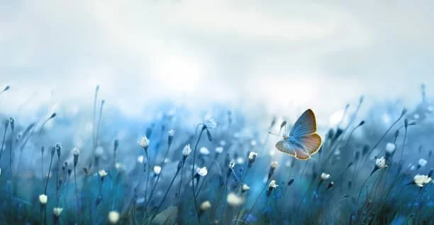 20 Nature Photos That Feel Like Poetry, poetic nature, emotional landscapes, nature, forest, landscape, lyrical beauty, calm expression