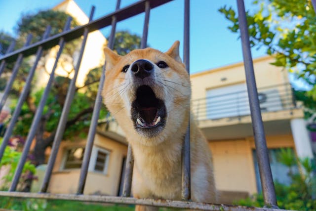 A dog barking through a metal fence.