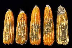 Does corn contain cancer-causing fungus? - Dubawa