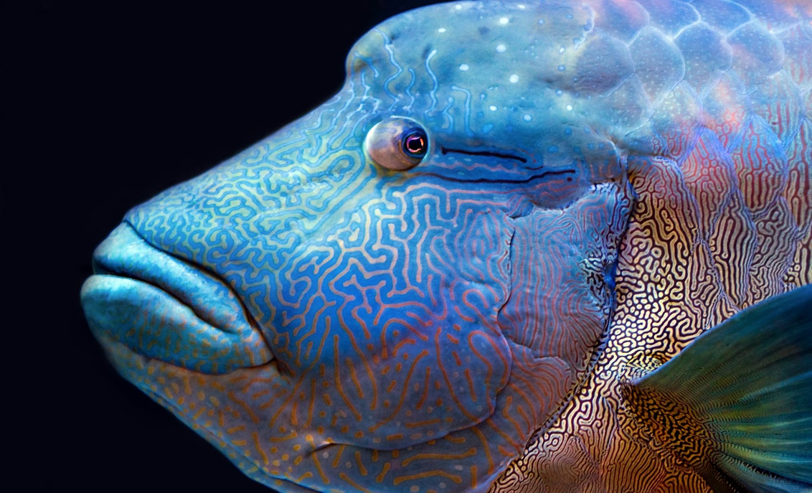 Napoleon Wrasse, Photo by David Clode on Unsplash