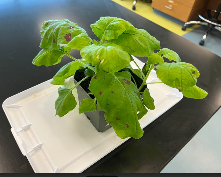 Nicotiana benthamiana after Agrobacterium infiltration to introduce transgenes (red spots).