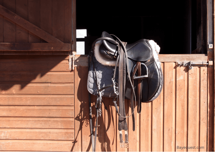 Guide to Buying and Owning a Horse