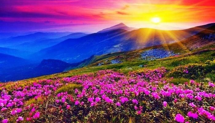 A vibrant view of the Valley of Flowers, Uttarakhand, with a colorful spread of alpine flowers in full bloom.