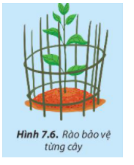 BÀI 7. TRỒNG, CHĂM SÓC VÀ BẢO VỆ RỪNG1. Trồng rừngCâu 1: Ở nước ta, mùa nào trong năm có khí hậu thuận lợi giúp cây con phát triển tốt? Vì sao?Đáp án chuẩn:Mỗi loại cây sẽ phù hợp với từng loại khí hậu khác nhau. Ở Việt Nam, mùa xuân thường có khí hậu thuận lợi cho sự phát triển của cây trồng. Nó có nhiệt độ ấm áp, ánh sáng ban ngày đầy đủ và mưa phùn. 1.1 Chuẩn bịa. Chuẩn bị cây conCâu 2: Quan sát Hình 7.1 và cho biết ưu điểm khi trồng rừng bằng cây con. Theo em, phương pháp trồng rừng bằng cây con có bầu đất và cây con rễ trần có nhược điểm như thế nào?Đáp án chuẩn:Trồng rừng bằng cây con có bầu:- Ưu điểm: Cây được trồng có đầy đủ cấu trúc lá, thân, rễ, sức đề kháng cao, giảm thời gian chăm sóc và tỉ lệ sống cao, dễ vận chuyển.- Nhược điểm: Yêu cầu kỹ thuật và diện tích để cây phát triển tốt, chi phí mua bao phải mất nhiều thời gian và công sức hơn.Trồng rừng bằng cây con rễ trần:- Ưu điểm: Cây được trồng gần gũi với tự nhiên, có đầy đủ cấu trúc lá, thân, rễ, sức đề kháng cao, giảm thời gian chăm sóc và ít tốn kém.- Nhược điểm: Chỉ phù hợp với các loài cây có khả năng phục hồi nhanh như tràm, đước, tre...b. Làm đất trồng câyCâu 3: Đất trồng rừng cần được chuẩn bị như thế nào để trồng được cây con đã có rễ?Đáp án chuẩn:- Đào hố.+ Phát dọn cỏ dại đào hố, xới cỏ xung quanh miệng hố.+ Lấy lớp đất màu đem trộn với phân lân.- Cuốc thêm đất, đập nhỏ và nhặt sạch cỏ và lấp đầy hố.Câu 4: Hãy cho biết tác dụng của bón lót.Đáp án chuẩn:Bón phân vào đất trước khi gieo trồng để phân hủy thành chất dinh dưỡng cho cây. Bón phân lót để cung cấp dinh dưỡng cho cây con khi mới mọc và bén rễ.1.2, Trồng rừng bằng cây cona. Trồng bằng cây con có bầu đấtCâu 5: Theo em, tại sao ở những vùng đất xấu, đồi núi trọc lại áp dụng trồng rừng bằng cây con có bầu đất?Đáp án chuẩn:Trong vùng đất xấu, đồi núi trọc, trồng rừng bằng cây con có bầu đất cho phép can thiệp và điều chỉnh để đảm bảo đủ phân bón và đất tơi xốp cho cây phát triển. Câu 6: Quan sát Hình 7.3 và sắp xếp các công việc trồng rừng bằng cây con có bầu đất theo thứ tự thích hợp.Đáp án chuẩn:Tạo lỗ trong hố trồng -> Rạch vỏ bầu đất của cây con -> Đặt bầu cây con vào hố trồng -> Lấp và nén đất lần 1 -> Lấp và nén đất lần 2 -> Vun gốc.Câu 7: Hãy giải thích tác dụng của từng bước trong quy trình trồng rừng bằng cây con có bầu đất.Đáp án chuẩn:Bước 1: Tạo lỗ trong hố trồng sâu hơn chiều cao bầu đất để chôn bầu đất hoàn toàn.Bước 2: Rạch vỏ bầu để rễ phát triển thuận lợi và tiếp xúc với đất tự nhiên để hấp thụ dinh dưỡng.Bước 3: Đặt bầu vào lỗ trong hố và bắt đầu trồng cây.Bước 4: Lấp đất lần 1, nén nhẹ để cây hấp thụ phân bón.Bước 5: Lấp đất lần 2, nén chặt để giữ vững gốc cây.Bước 6: Vun đất quanh gốc để tránh ngập úng khi tưới nước hoặc mưa.b. Trồng bằng cây con rễ trầnCâu 8: Quan sát hình 7.4, giải thích các thao tác kĩ thuật của phương pháp trồng rừng bằng cây con rễ trần.Đáp án chuẩn:- Tạo lỗ trong hố trồng để sắp xếp cây con vào.- Đặt cây con giữa hố, giữ thân cây thẳng đứng, rễ chân không bị cong, rễ lớn và rễ nhỏ tự nhiên phân bố, cổ rễ nằm dưới mặt đất khoảng 2-3cm.- Sử dụng đất nhẹ nhàng lấp lần 1 và nén chặt xung quanh để giữ cây cân bằng.- Vun đất quanh gốc: vun đất lên cao hơn gốc cây để nước dễ thoát khi tưới nước hoặc mưa, tránh tình trạng ngập úng.Câu 9: Nêu những điểm khác nhau giữa hai bước lấp và nén đất lần 1 và lần 2.Đáp án chuẩn:- Lấp và nén đất lần 1: Để định hình cây trong hố trồng, giữ cho cây thẳng đứng và cân bằng, tránh cây bị xiêu vẹo.- Lấp và nén đất lần 2: Để đảm bảo gốc cây được chặt chắc, không bị đổ, và giúp cây có rễ chắc hơn để hút chất dinh dưỡng từ đất.Câu 10: Hãy giải thích tác dụng của vun đất cao hơn gốc cây trong bước vun gốc.Đáp án chuẩn:Để khi tưới nước hay mưa xuống đất lún xuống bằng miệng hố, nước có thể thoát đi dễ dàng, cây không bị ngập úng.1.3. Chăm sóc rừng sau khi trồngCâu 11: Hãy nêu nguyên nhân khiến rừng sau khi trồng có tỉ lệ cây chết cao.Đáp án chuẩn:- Khí hậu khắc nghiệt, thời tiết xấu- Do cây cỏ hoang dại chèn ép cây trồng khiến cây trồng không đảm bảo được điều kiện sinh trưởng và phát triển- Đất khô và thiếu chất dinh dưỡngCâu 12: Vì sao cần phát quang khi chăm sóc cây rừng mới trồng.Đáp án chuẩn:- Tránh cho cây hoang dại chèn ép cây trồng.- Để loại bỏ nơi trú ẩn của các sâu bọ gây hại cho cây.- Tránh sự chèn ép về ánh sáng, dinh dưỡng đối với cây rừng2. Bảo vệ rừng2.1. Sự cần thiết phải bảo vệ rừngCâu 13: Theo em, trong trường hợp nào nên rào bảo vệ từng cây rừng mới trồng như Hình 7.6?Đáp án chuẩn:Theo em , nên rào bảo vệ từng cây rừng mới trồng trong trường hợp các cây trồng phân tán, có tán rộng, nhiều cành conCâu 14: Hình 7.7 cho thấy rừng có thể bị mất do những nguyên nhân nào?Đáp án chuẩn:- Hình 7.7a: Chặt phá rừng lấy gỗ- Hình 7.7b: Cháy rừng, ốt rừng làm nương rẫy- Hình 7.7c: Chuyển và xâm lấn rừng rừng tự nhiên sang sản xuất nông nghiệp và đất khác.Câu 15: Vì sao cần phải bảo vệ rừng?Đáp án chuẩn:- Giữ gìn tài nguyên thực vật và động vật, bảo tồn các nguồn gen quý hiếm.- Đảm bảo chỗ ở cho động vật và tạo điều kiện thuận lợi cho sự phát triển của rừng.- Bảo vệ môi trường sinh thái và giúp điều hòa khí hậu.Luyện tậpCâu 1: Vì sao cần nén đất 2 lần khi trồng rừng bằng cây con?Đáp án chuẩn:- Lấp đất lần 1 để đảm bảo gốc cây được chăt không bị đổ- Lấp đất lần 2 để rễ chắc hơn và đảm bảo hút chất dinh dưỡng từ lòng đất . Câu 2: Hãy so sánh quy trình trồng rừng bằng cây con rễ trần và cây con có bầu đất.Đáp án chuẩn:* Giống nhau: Đều gồm các bước: Phải chuẩn bị đất, tạo lỗ trong hố đất, đặt cây vào lỗ trong hố đất, lấp đất, nén chặt, vun đất kín gốc cây.* Khác nhau:Tạo lỗ trong hố đất:- Trồng cây có bầu chỉ tạo lỗ trong hố đất vừa với bầu, sau đó đặt cả bầu.- Trồng cây rễ trần phải tạo lỗ sâu trong hố đất để kín rễ, khi lấp đất không làm rễ cong, gãy.Số lần nén đất:- Trồng cây có bầu phải có 2 lần lấp và nén đất.- Trồng cây con rễ trần chỉ có 1 lần lấp và nén đất.Câu 3: Em hãy kể các công việc em có thể làm để phát triển, bảo vệ rừng và môi trường sinh thái.Đáp án chuẩn:- Nâng cao nhận thức về bảo vệ và phát triển rừng.- Trồng cây và tham gia các hoạt động bảo vệ môi trường.- Nghiêm cấm mọi hành động phá rừng, gây cháy rừng, lấn chiếm đất rừng, và vi phạm các quy định về khai thác động vật hoang dã.- Vứt rác đúng nơi quy định và sử dụng các đồ vật thân thiện với môi trường.Vận dụng