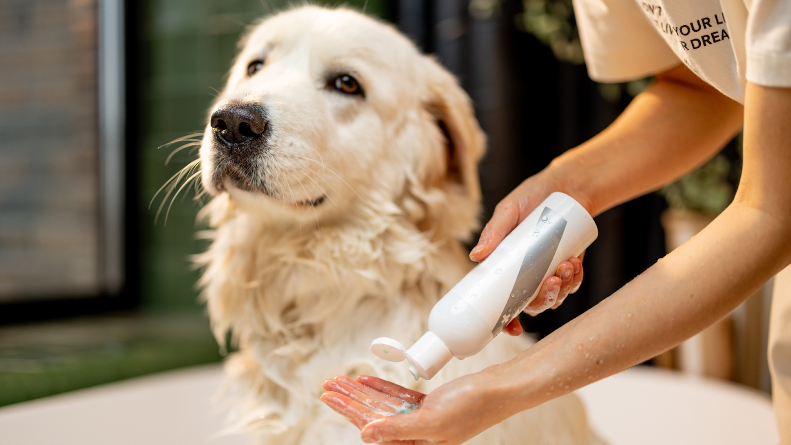 Is it ok to use human shampoo on dogs best sale